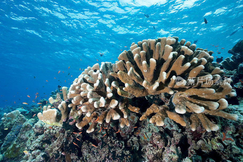 美丽的硬珊瑚Acropora palifera, Rons Point, Bunaken岛，印度尼西亚